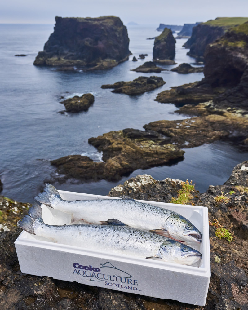 Cooke Salmon on ice in a box with rugged coastline in background